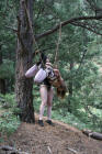 Rope bound slave hanging from a tree branch
