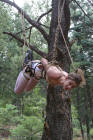 rope tied slave suspended from a tree